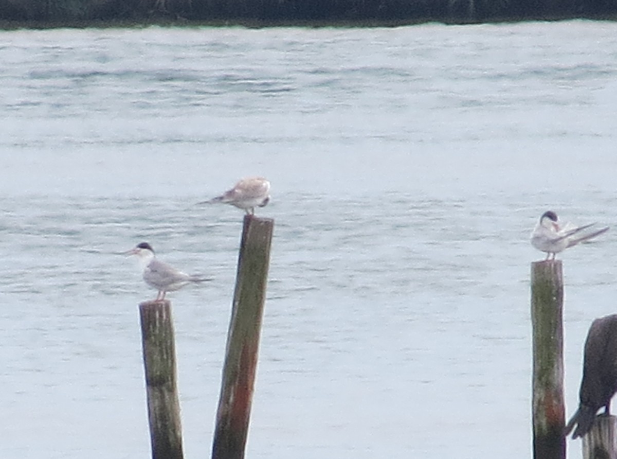 Forster's Tern - ML639170205