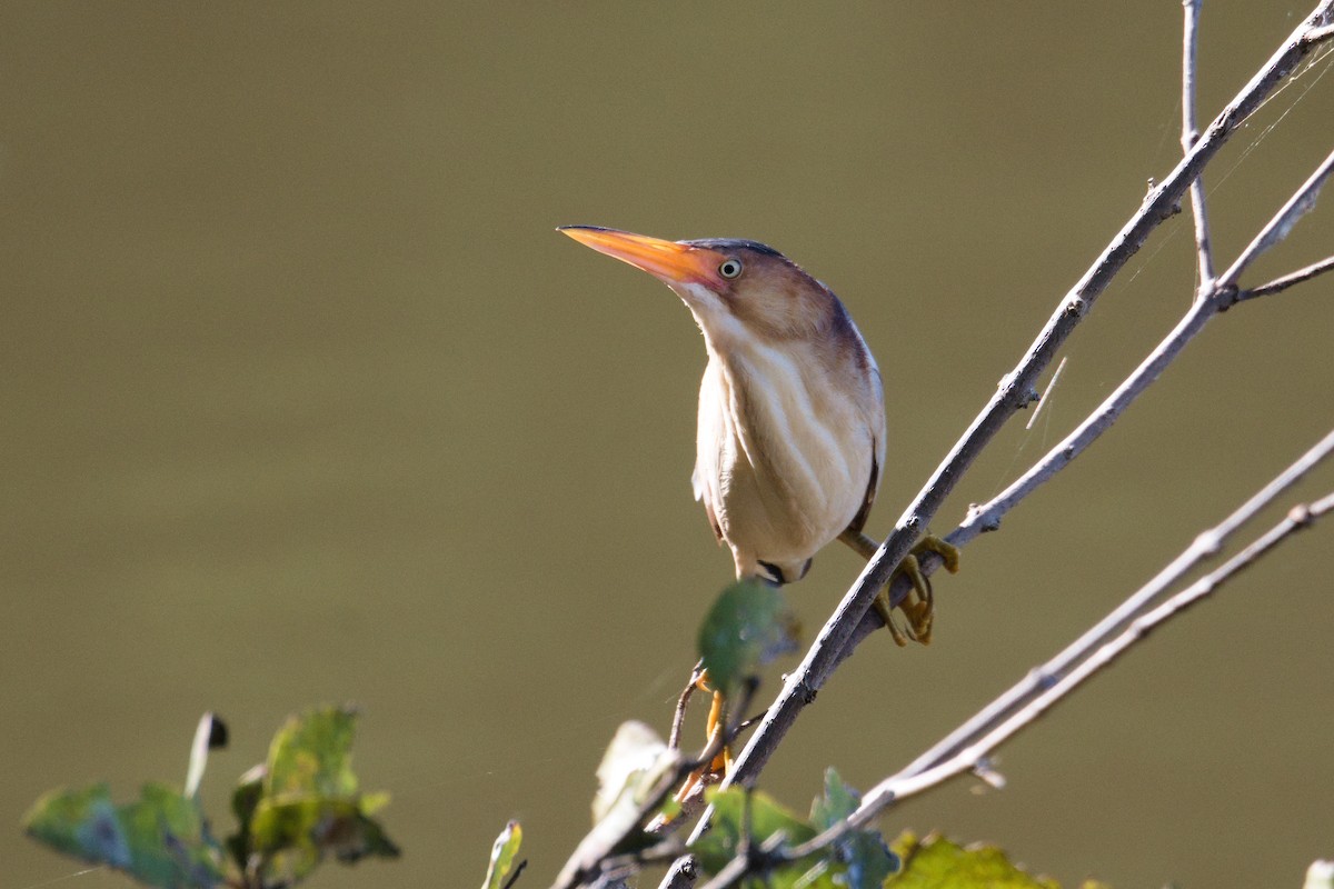 Least Bittern - ML639170295