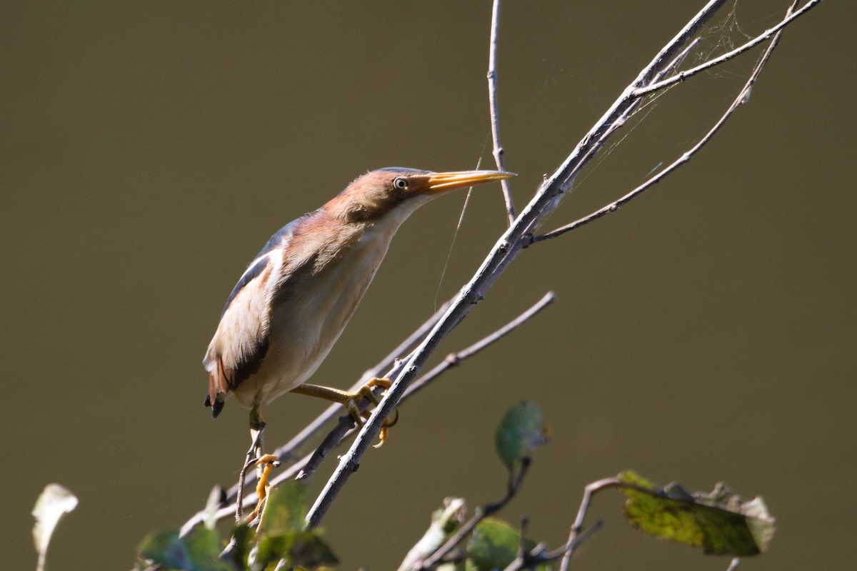Least Bittern - ML639170296