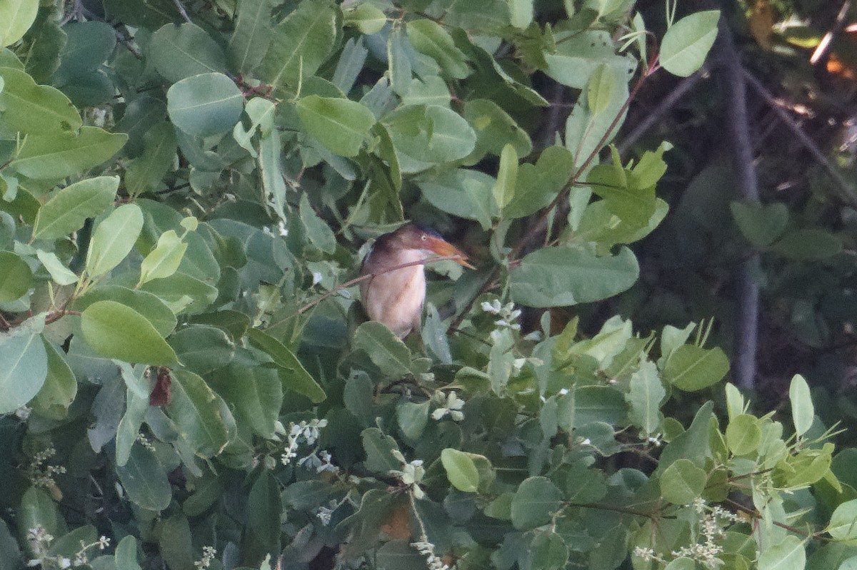 Least Bittern - ML639170306