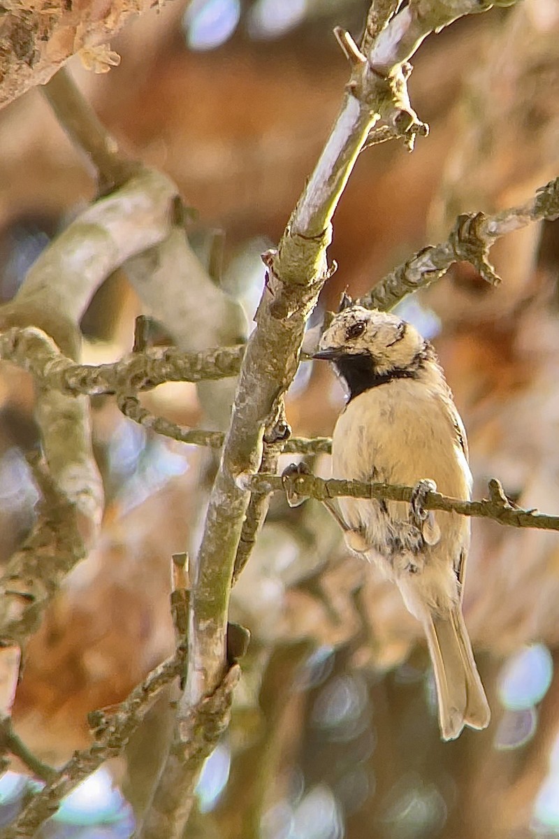 Crested Tit - ML639170323
