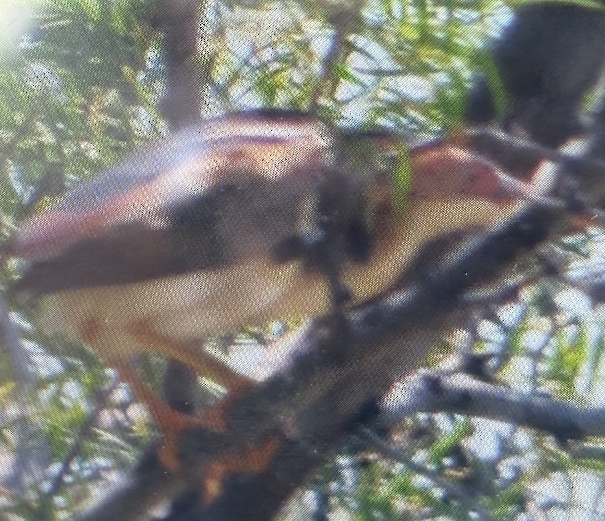 Least Bittern - ML639170331