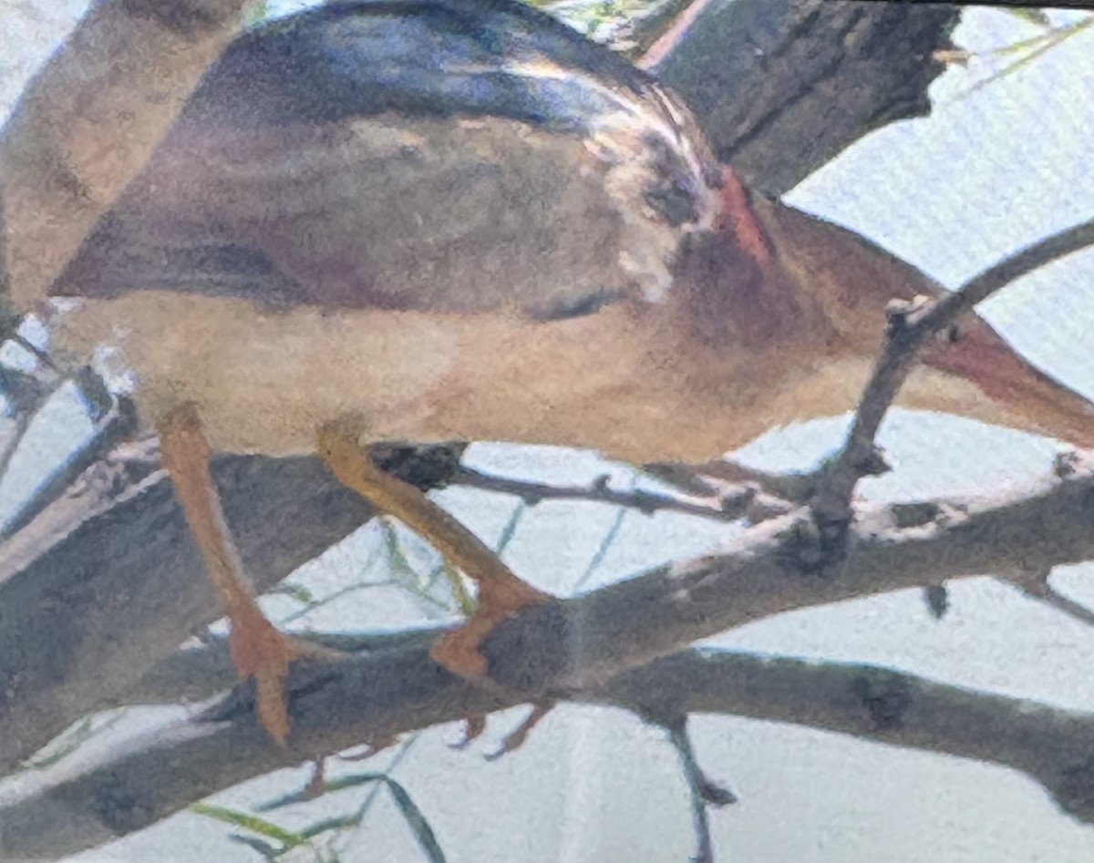 Least Bittern - ML639170332
