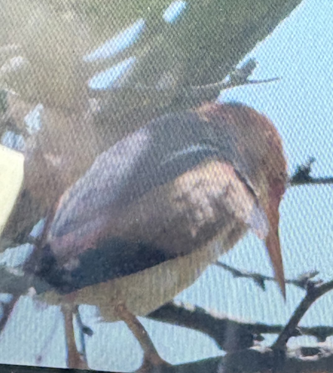 Least Bittern - ML639170333