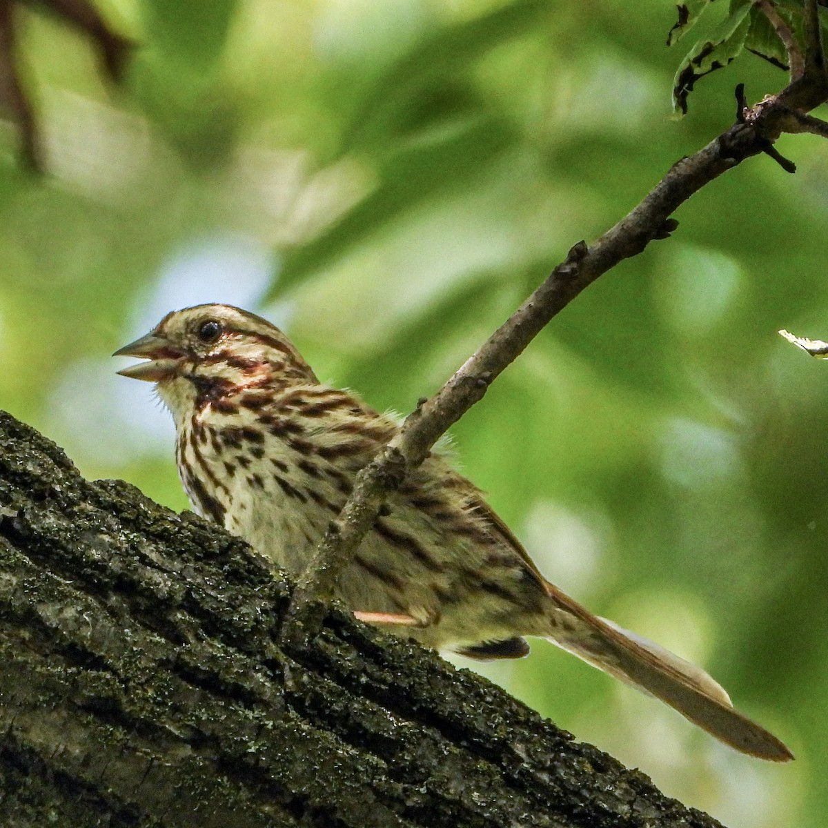 Song Sparrow - ML639170334