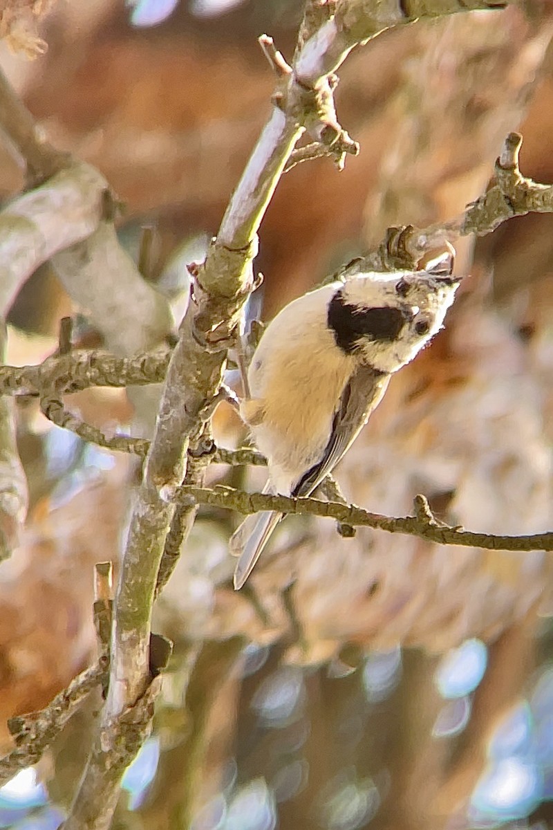 Crested Tit - ML639170336