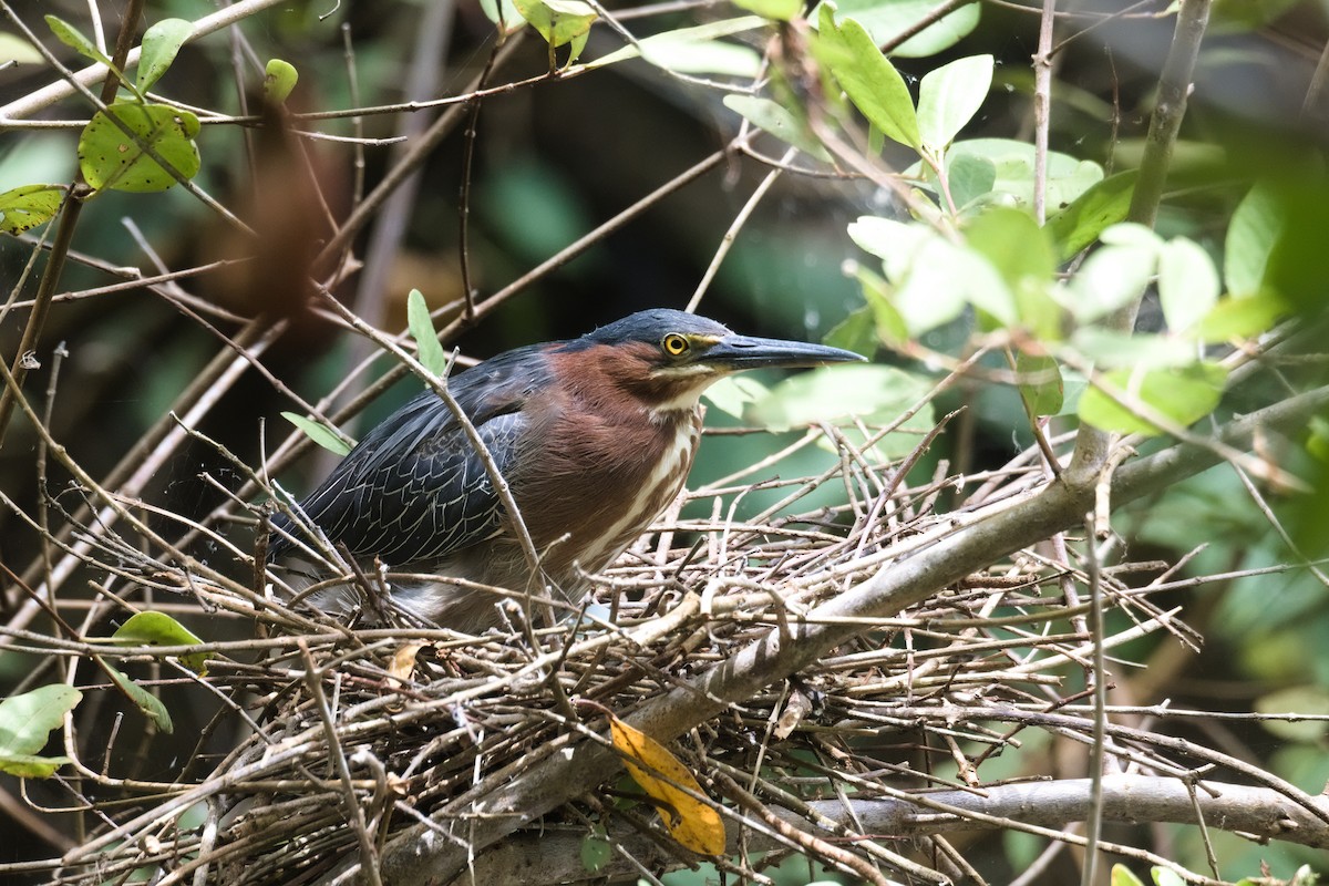Green Heron - ML639170407