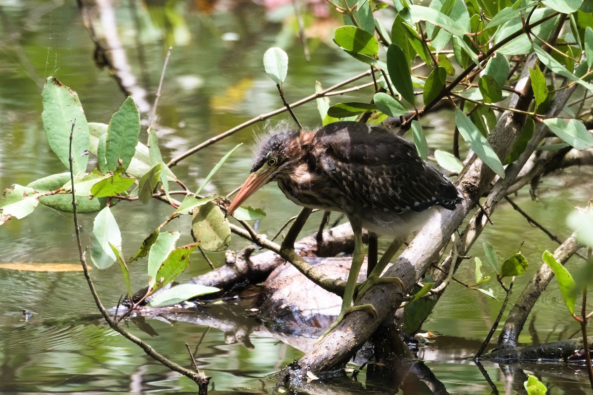 Green Heron - ML639170413