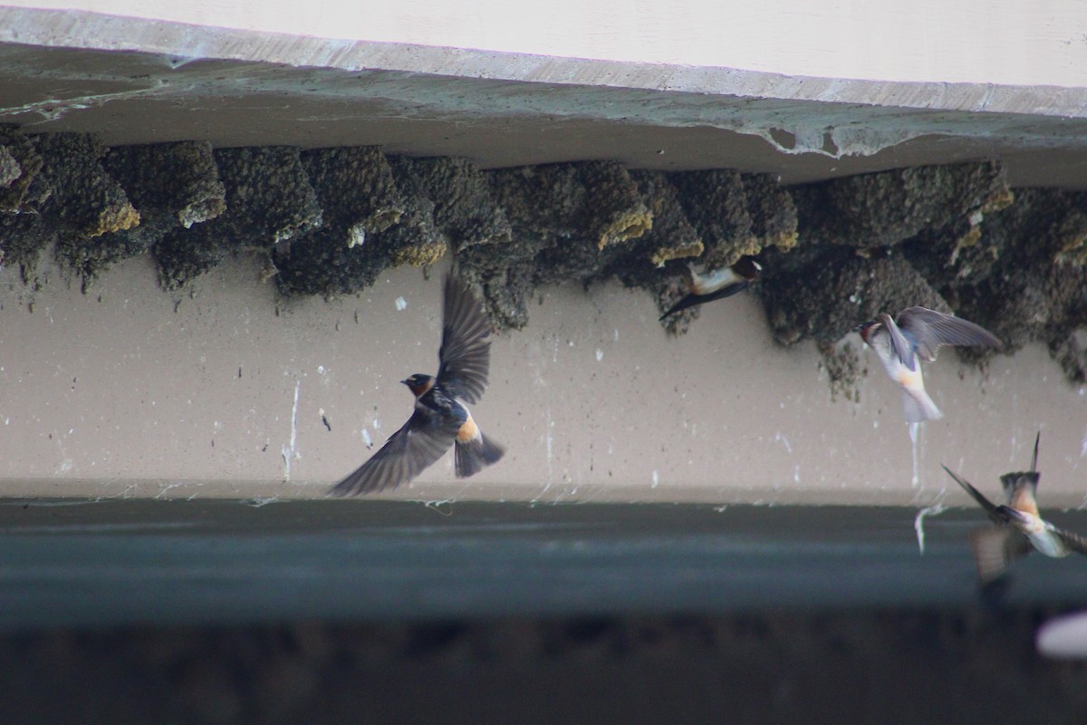 Cliff Swallow - ML639170435