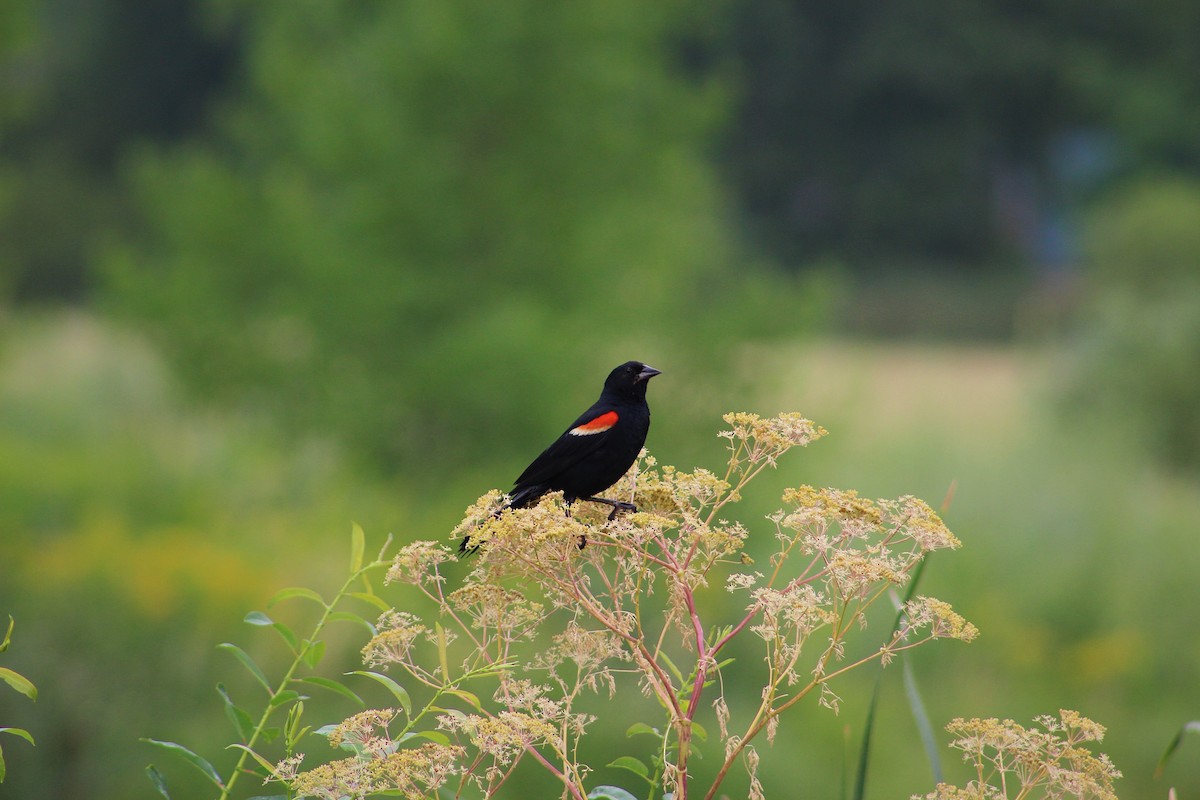 Red-winged Blackbird - ML639170455