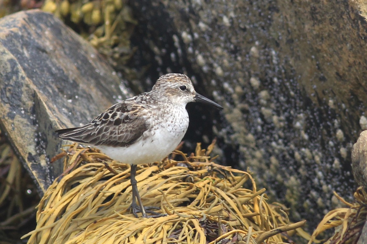 Sandstrandläufer - ML639170456
