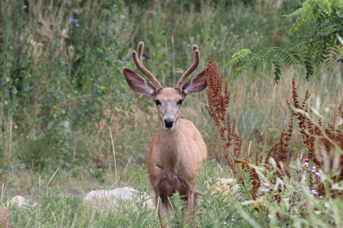 Mule Deer - ML639170500