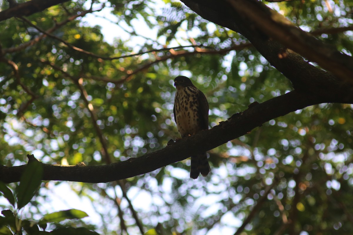 African Goshawk - ML639170516