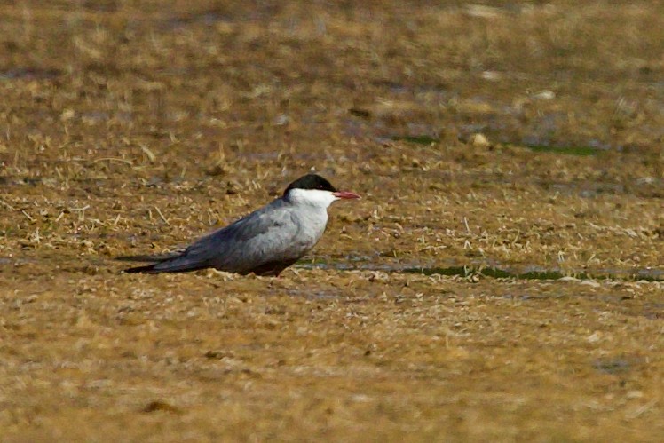 黑腹燕鷗 - ML639170535