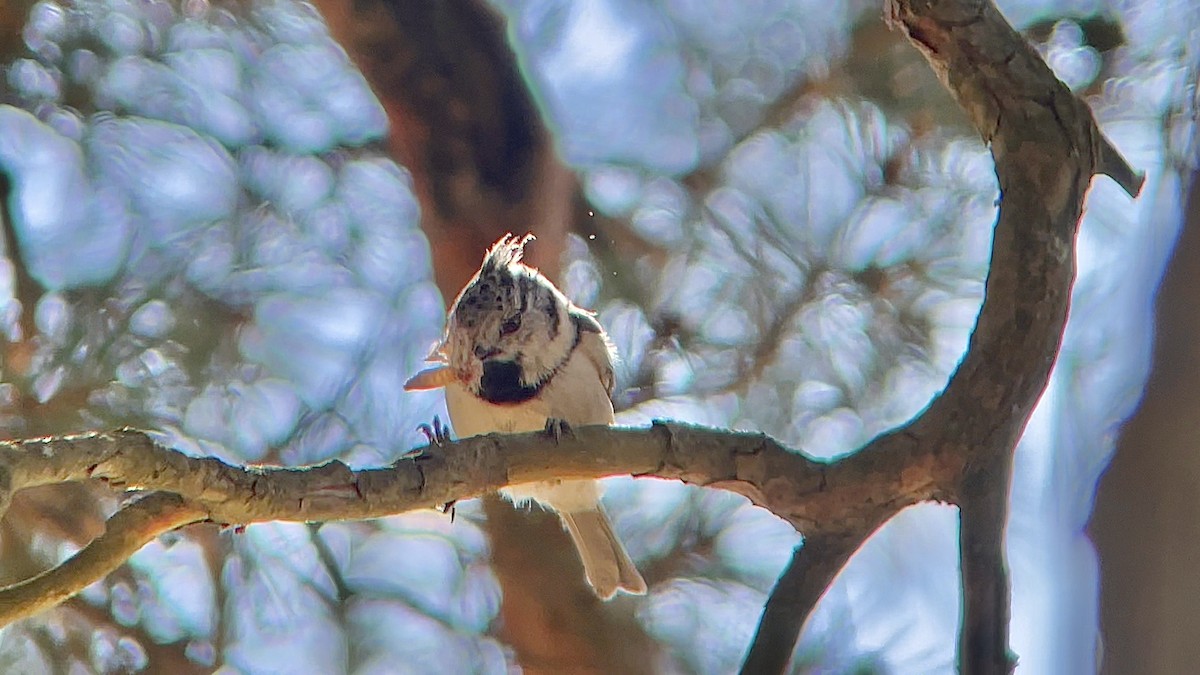 Crested Tit - ML639170544