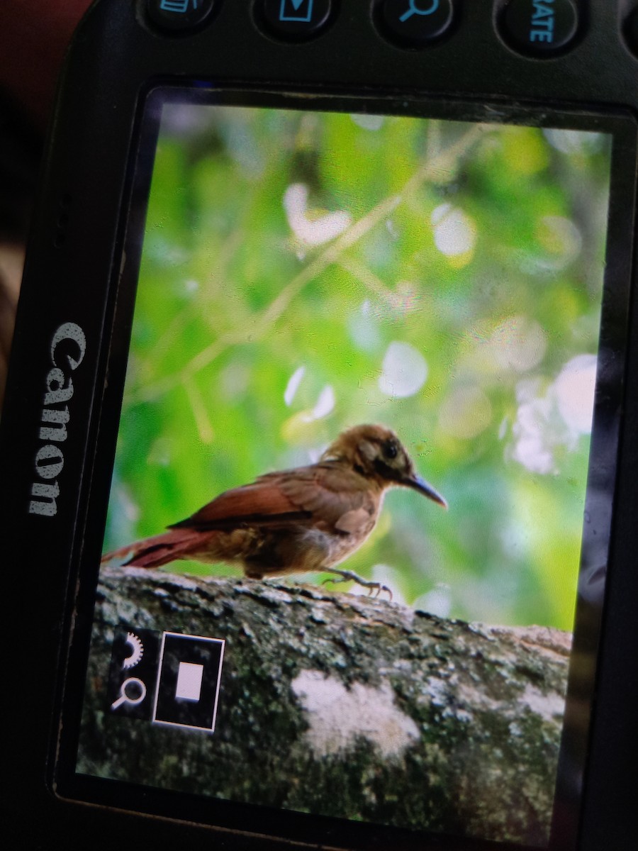 Plain-brown Woodcreeper - ML639170611