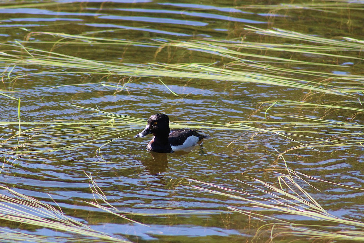 Ring-necked Duck - ML639170737