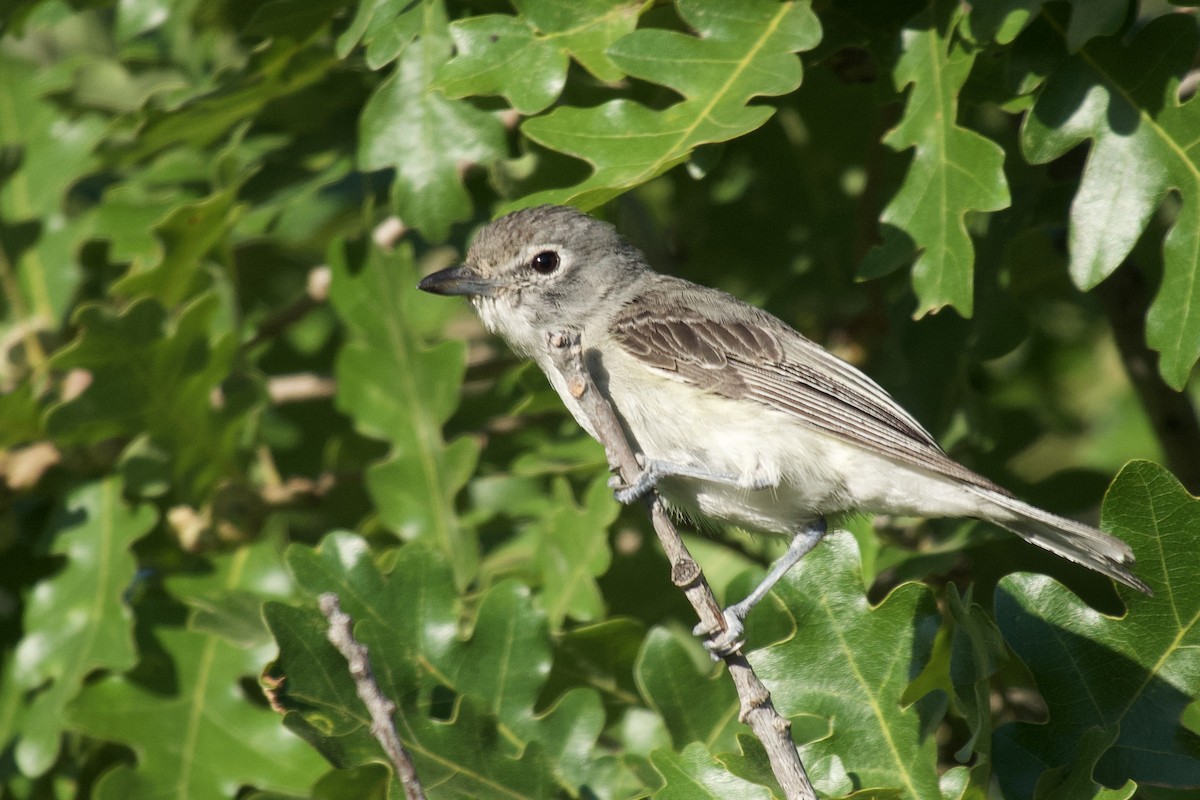 Plumbeous Vireo - ML639170744