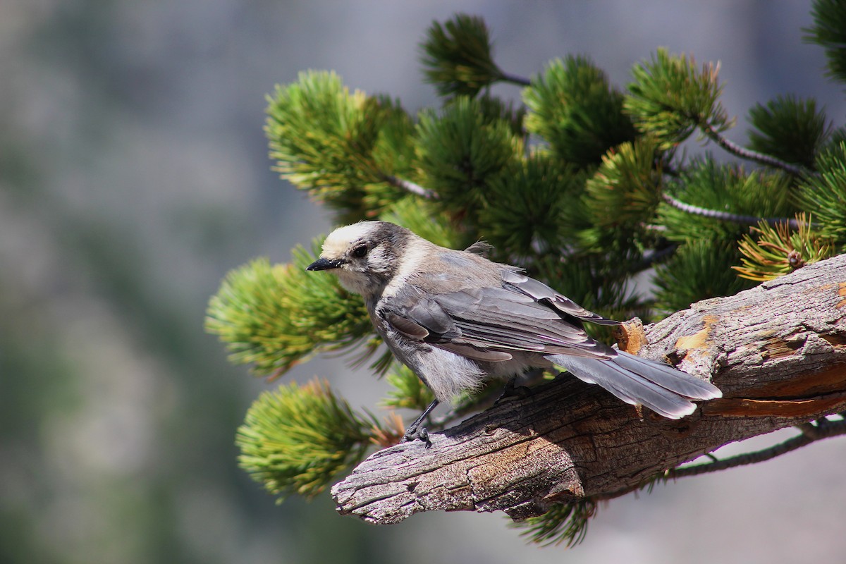 Canada Jay - ML639170764