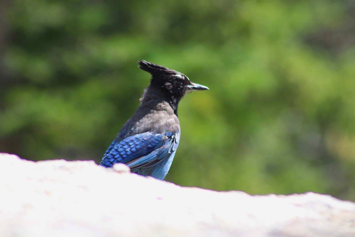 Steller's Jay - ML639170779