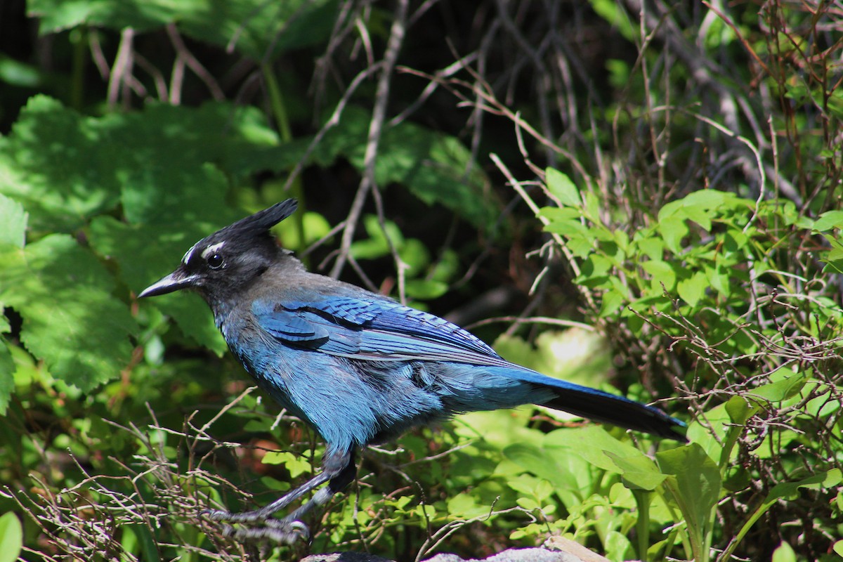 Steller's Jay - ML639170780