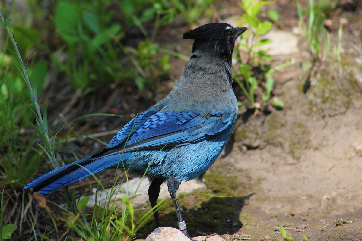 Steller's Jay - ML639170781
