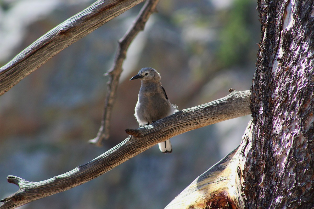 Clark's Nutcracker - ML639170787