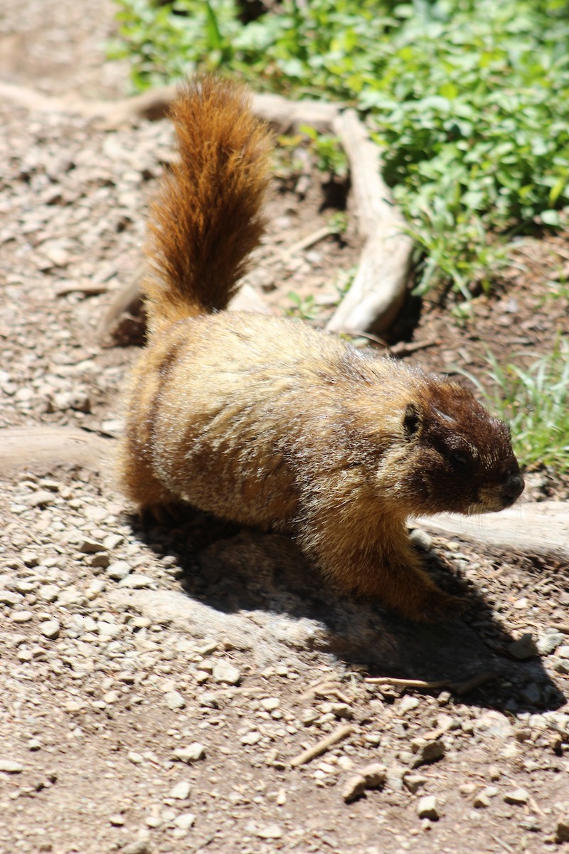 Yellow-bellied Marmot - ML639170798