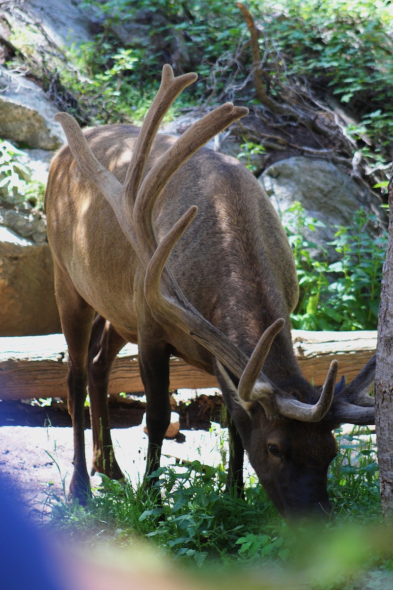 American Elk - ML639170802