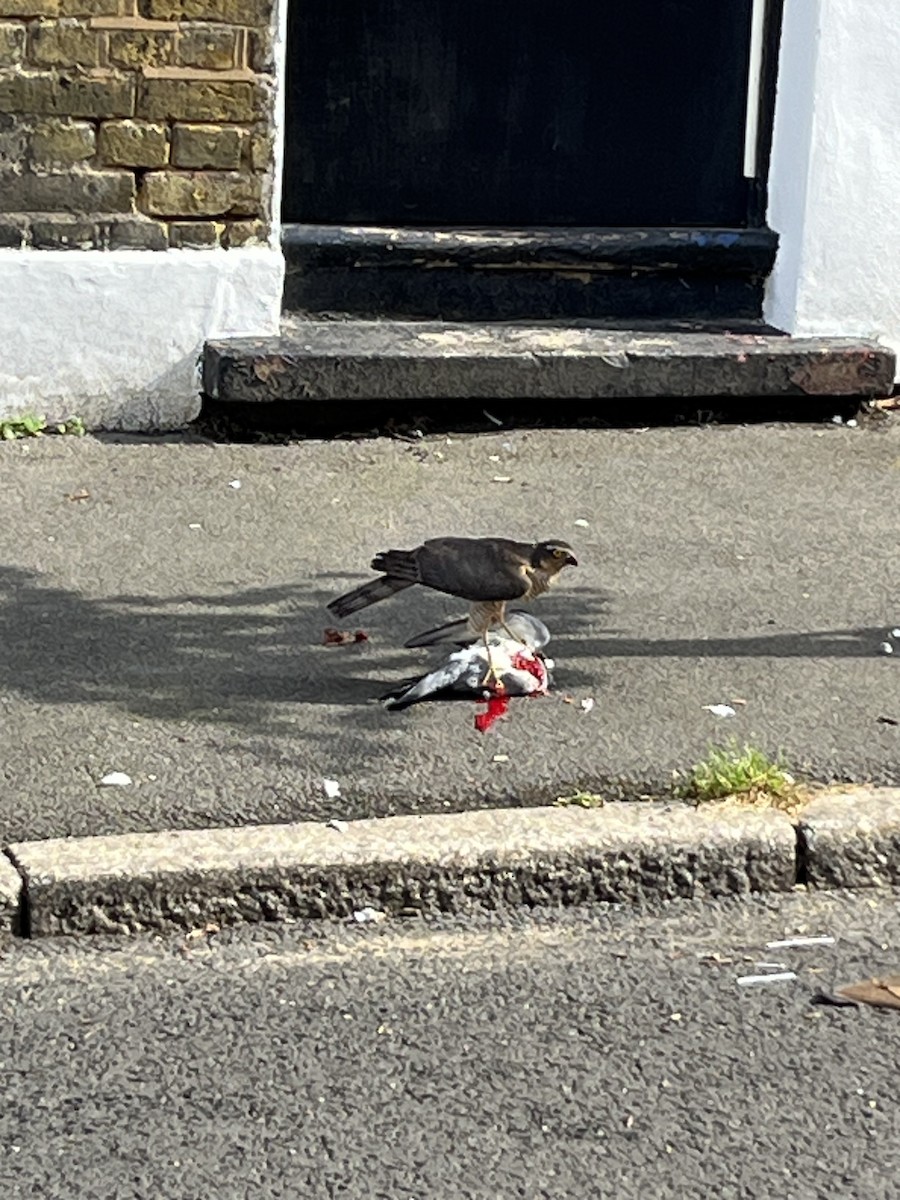 Eurasian Sparrowhawk - ML639170851