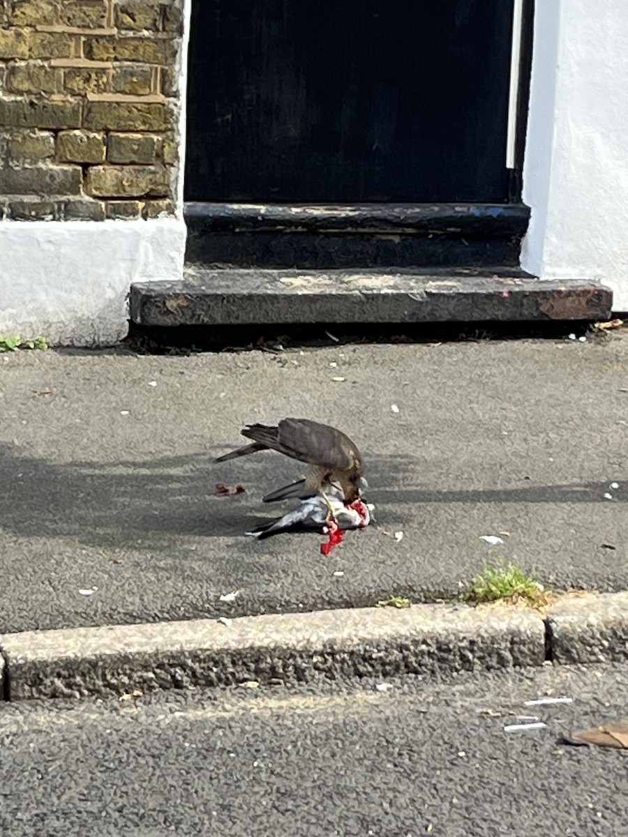 Eurasian Sparrowhawk - ML639170852