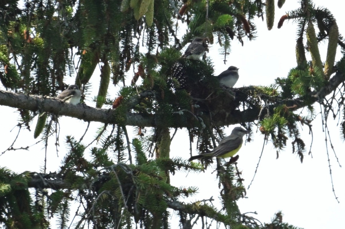 Tyran de l'Ouest - ML639170977