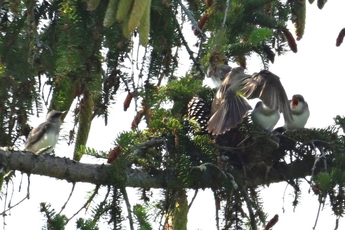 Tyran de l'Ouest - ML639170979