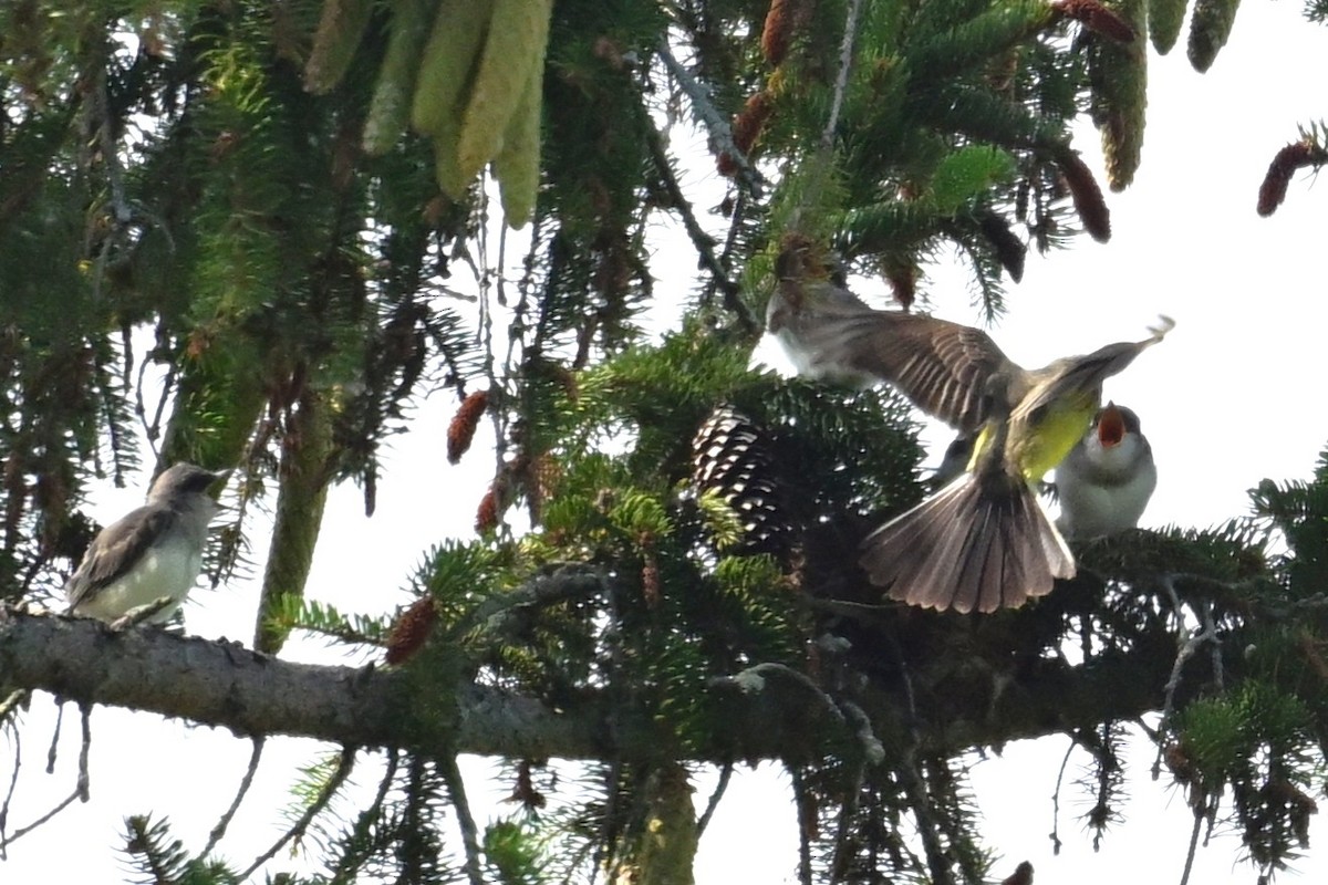 Tyran de l'Ouest - ML639170980