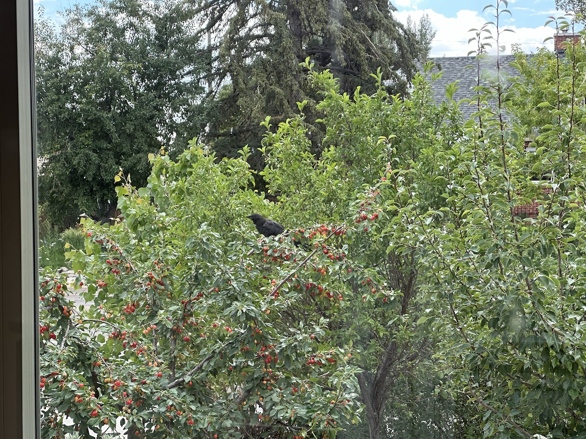 American Crow - ML639170988