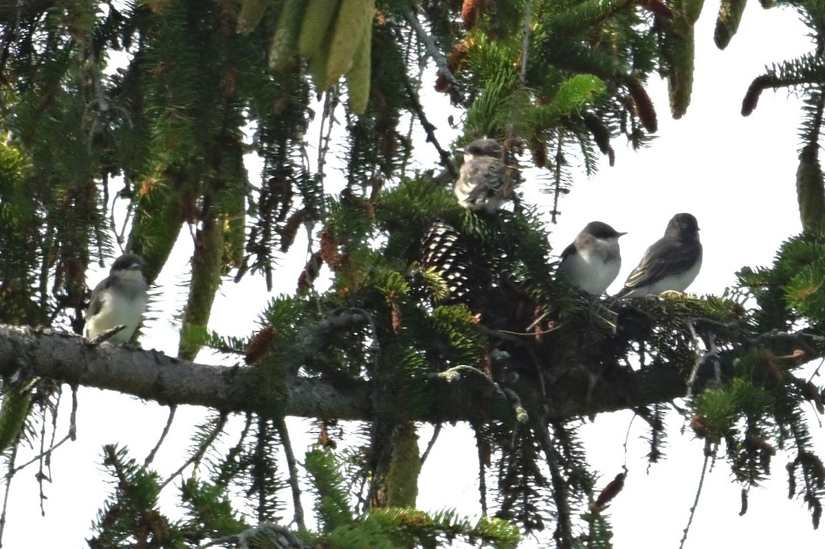 Hybride Tyran de l'Ouest x T. tritri - ML639170990