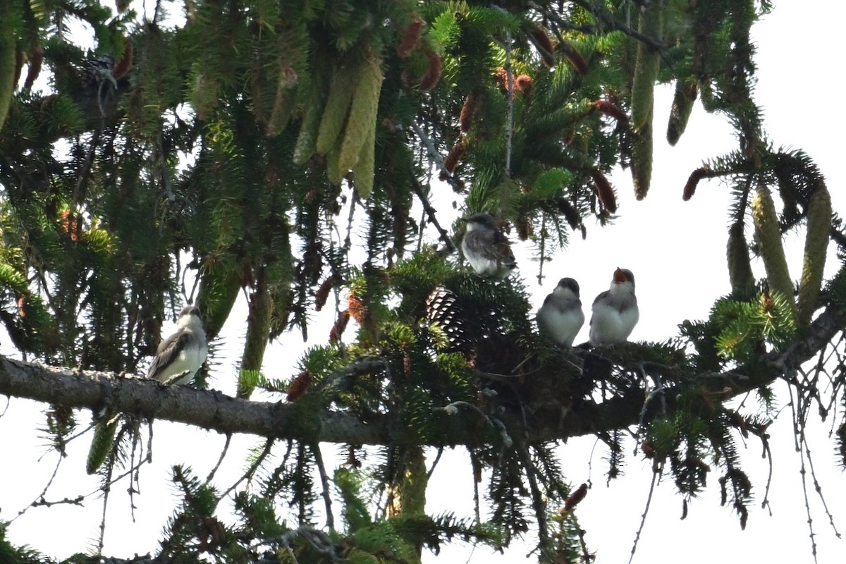 Hybride Tyran de l'Ouest x T. tritri - ML639170992