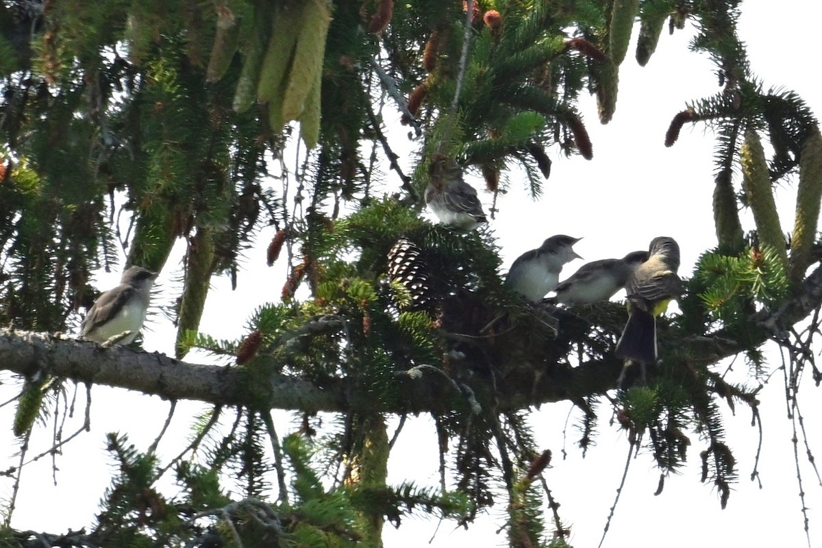 Hybride Tyran de l'Ouest x T. tritri - ML639170993