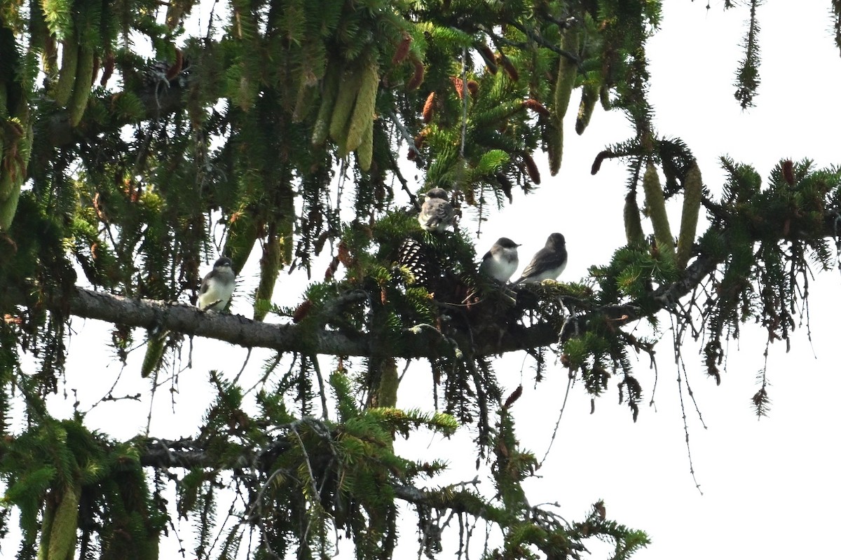 Hybride Tyran de l'Ouest x T. tritri - ML639170996