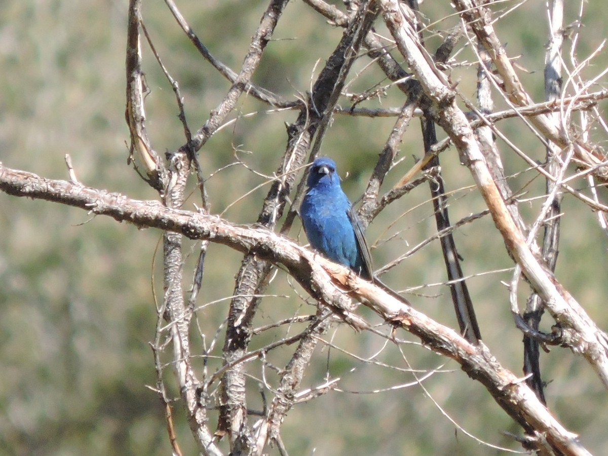 Indigo Bunting - ML639171050