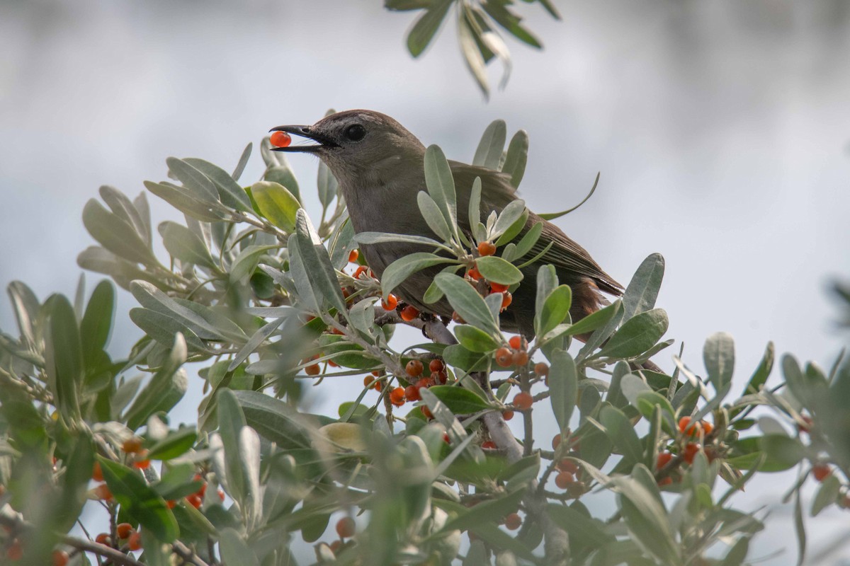 Gray Catbird - ML639171094