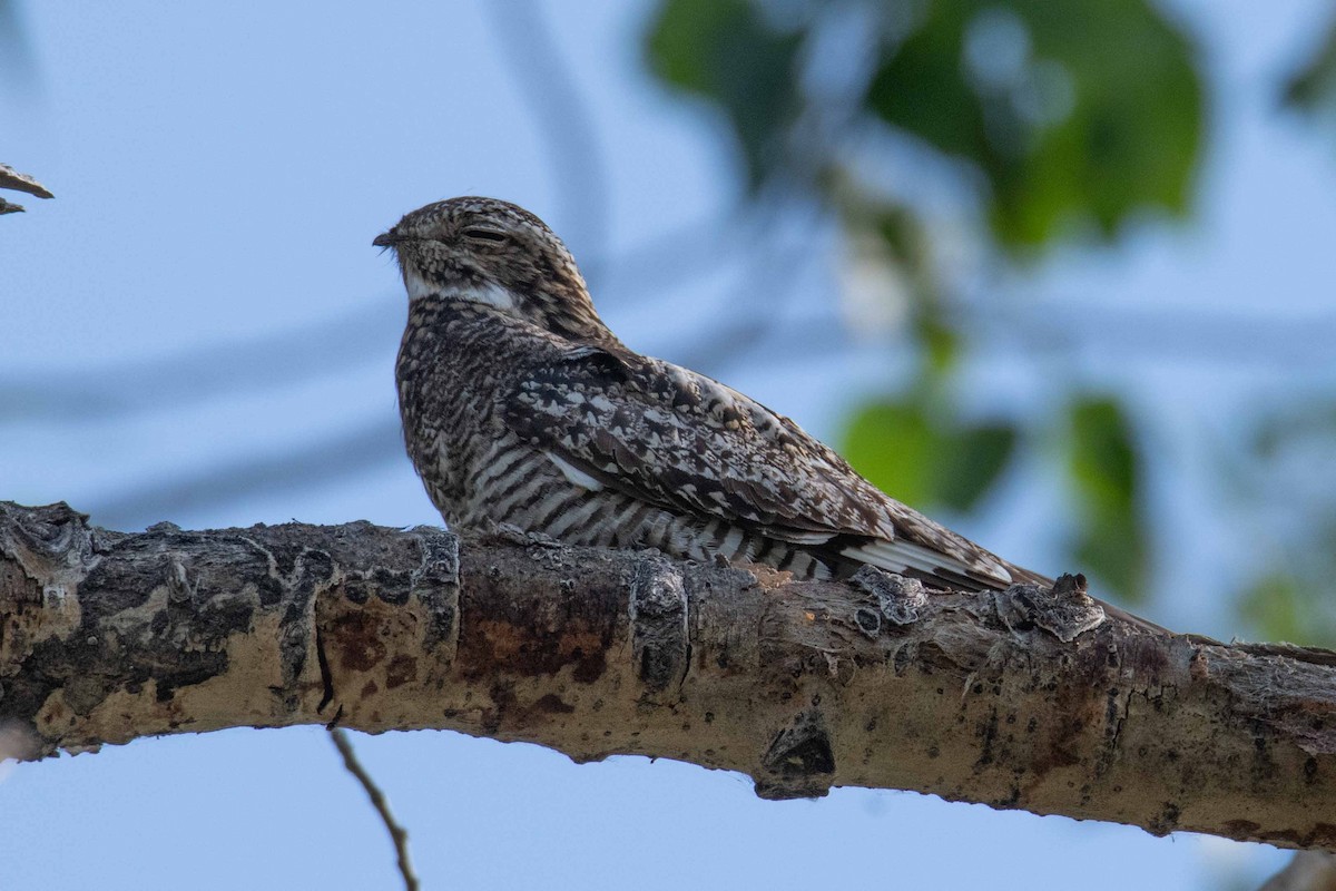 Common Nighthawk - ML639171103