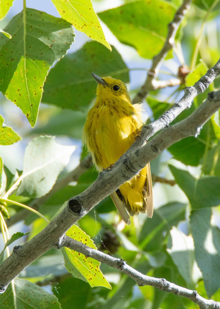 Northern Yellow Warbler - ML639171114