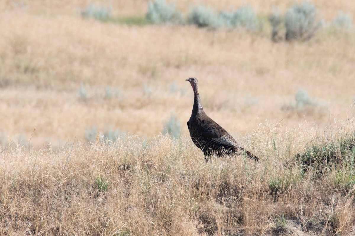 Wild Turkey - ML639171141