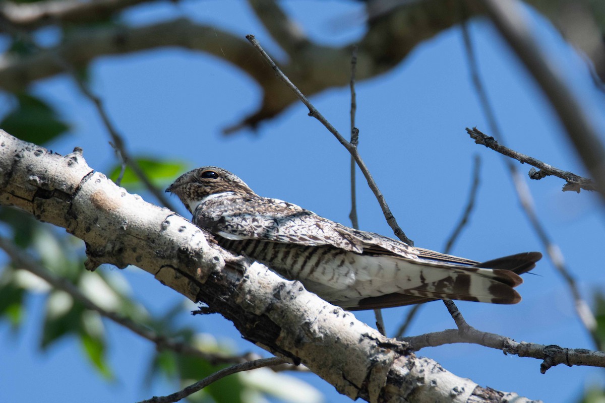 Common Nighthawk - ML639171152