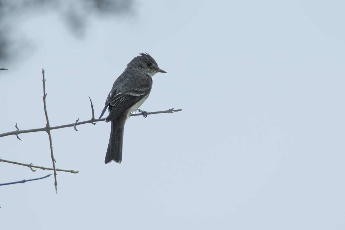 Western Wood-Pewee - ML639171200