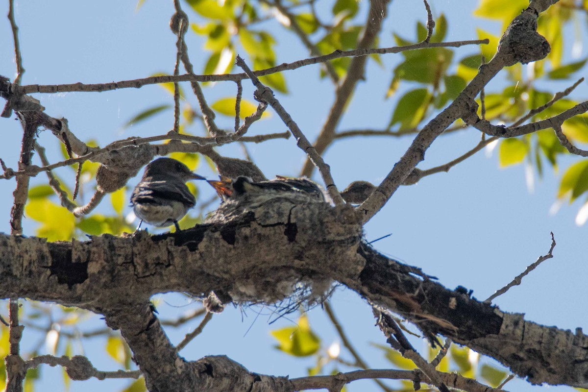 Western Wood-Pewee - ML639171201