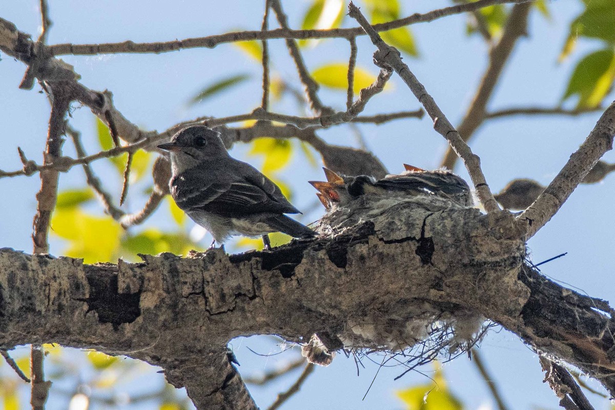 Western Wood-Pewee - ML639171202