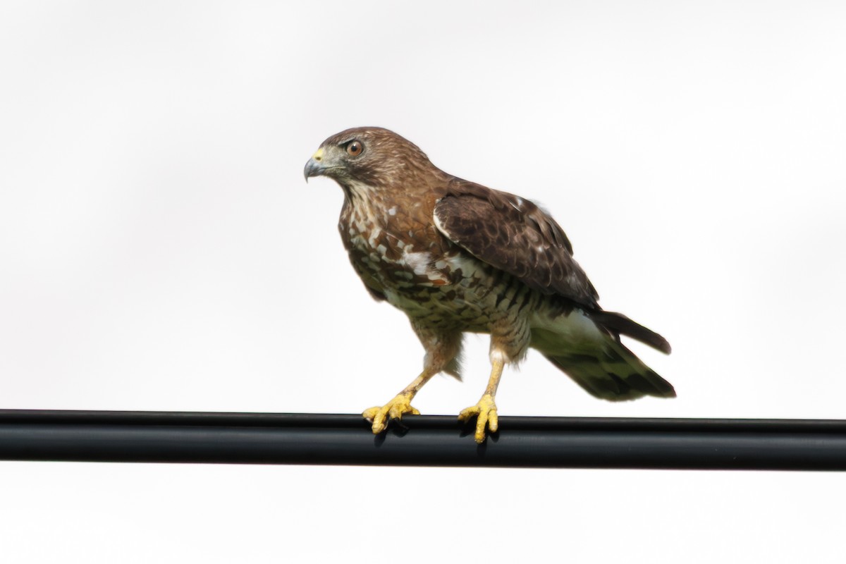 Broad-winged Hawk - ML639171382