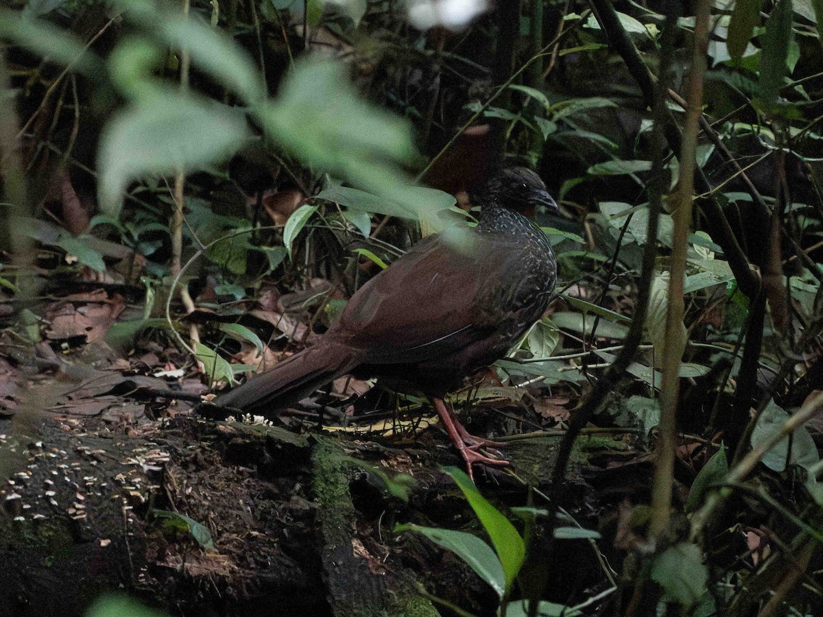 Cauca Guan - ML639171505